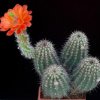 Echinocereus_polyacanthus_1